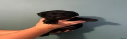 Labrador Retriever dogs for sale: Labrador puppies  - Advert 9