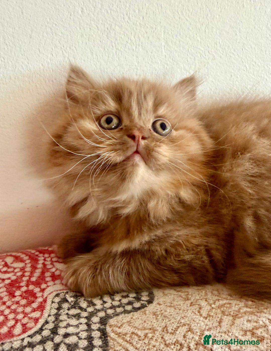 British Longhair cats for sale: British Longhair girls TICA registered  - Advert 15