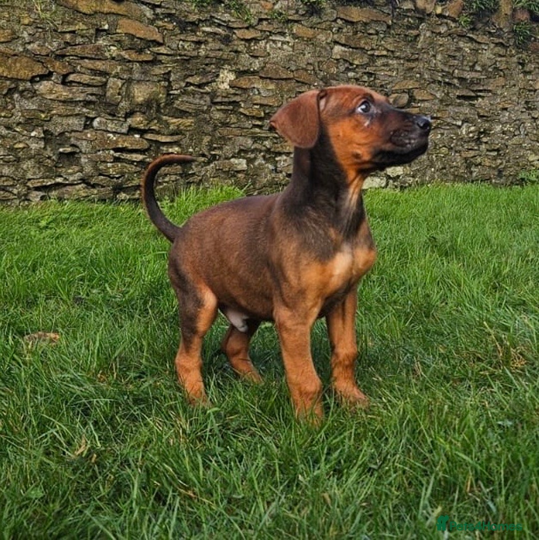 Rhodesian Ridgeback dogs for sale: Rhodesian Doberman  - Advert 3