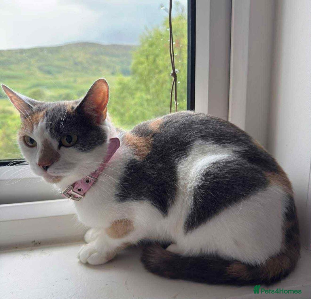Mixed Breed cats for sale: Beautiful blue calico - Image 3