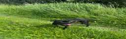 Cane Corso dogs for sale: Lovely cane corso female  - Advert 2