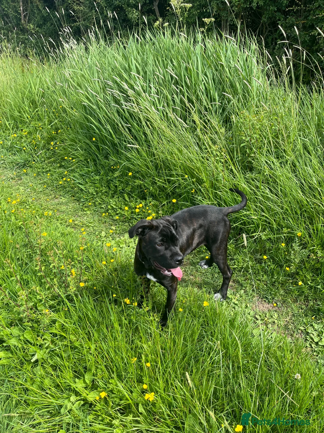 Cane Corso dogs for sale: Lovely cane corso female  - Advert 2