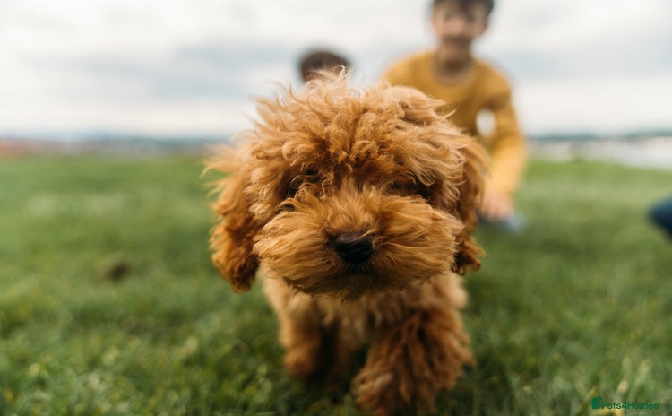 Goldendoodle dogs - Advert 1