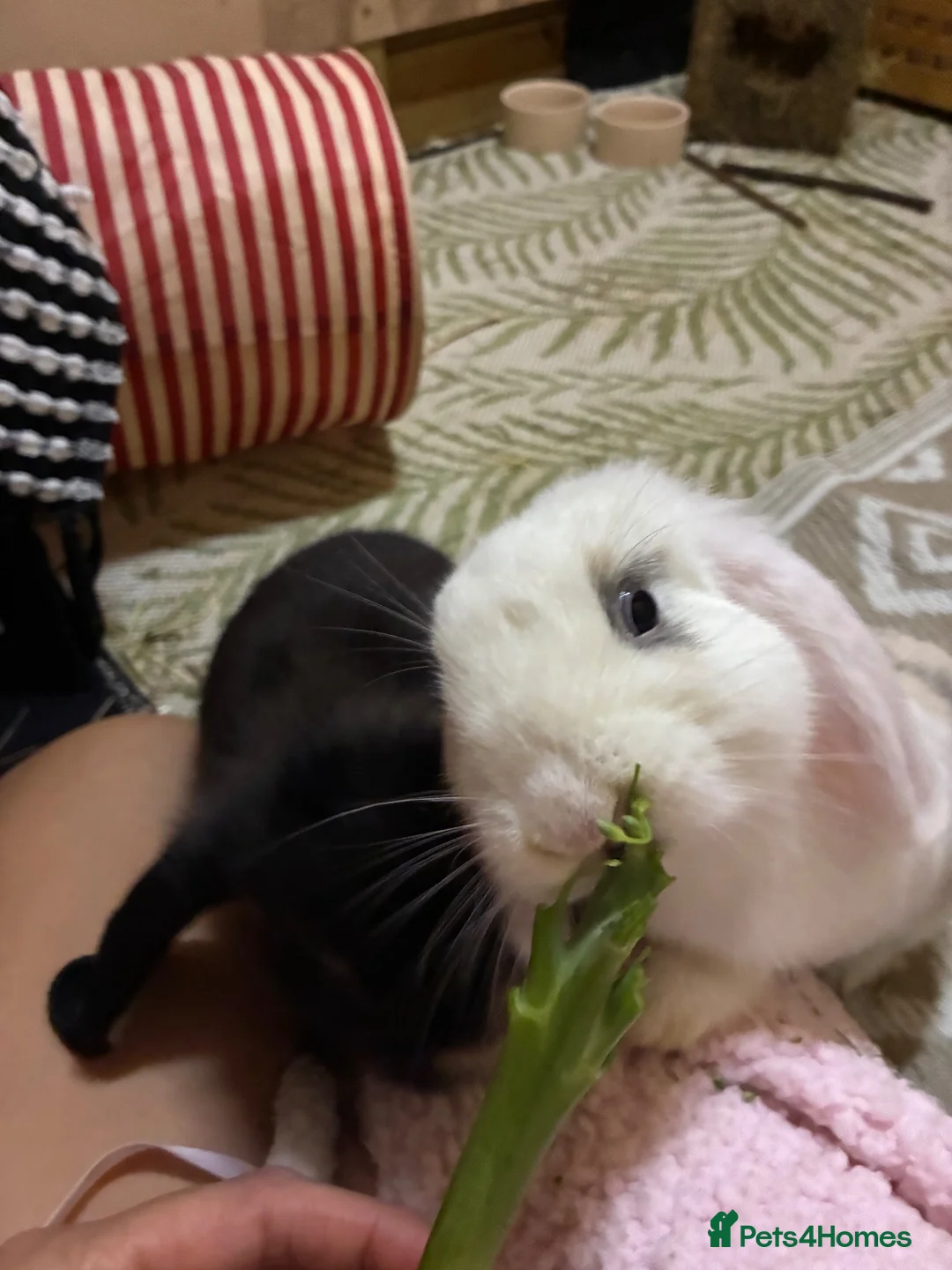 Mini Lop rabbits for sale: Two gorgeous bunnies in Glasgow - Advert 6
