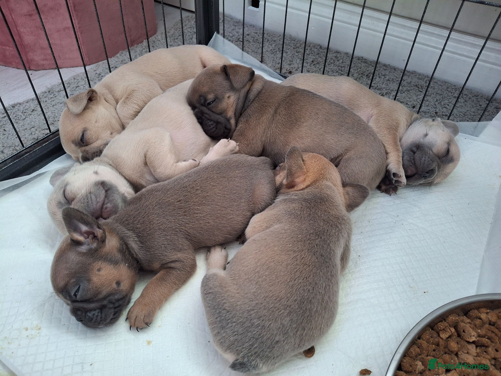 French Bulldog dogs French bulldog pups (kc reg ) - Advert 5