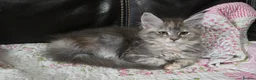 Maine Coon cats for sale: Stunning TICA registered girls - Advert 3