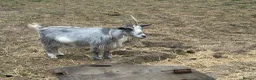 Goats livestock for sale: 4 pigmy nanny’s in kid for sale 1 with kid - Advert 10