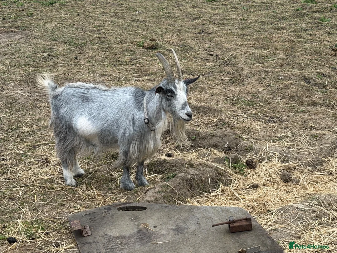 Goats livestock for sale: 4 pigmy nanny’s in kid for sale 1 with kid - Advert 10