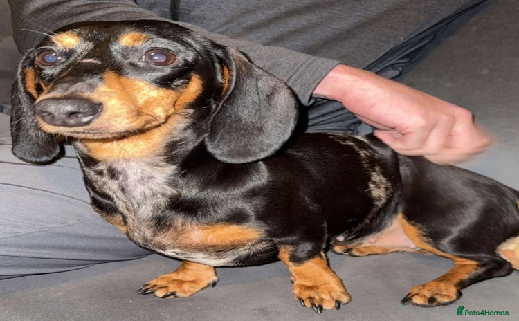Miniature Dachshund dogs - Advert 4