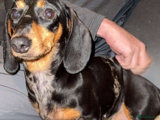 Miniature Dachshund dogs - Advert 29