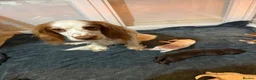 Mixed Breed dogs for sale: Sproodle puppies  - Advert 9