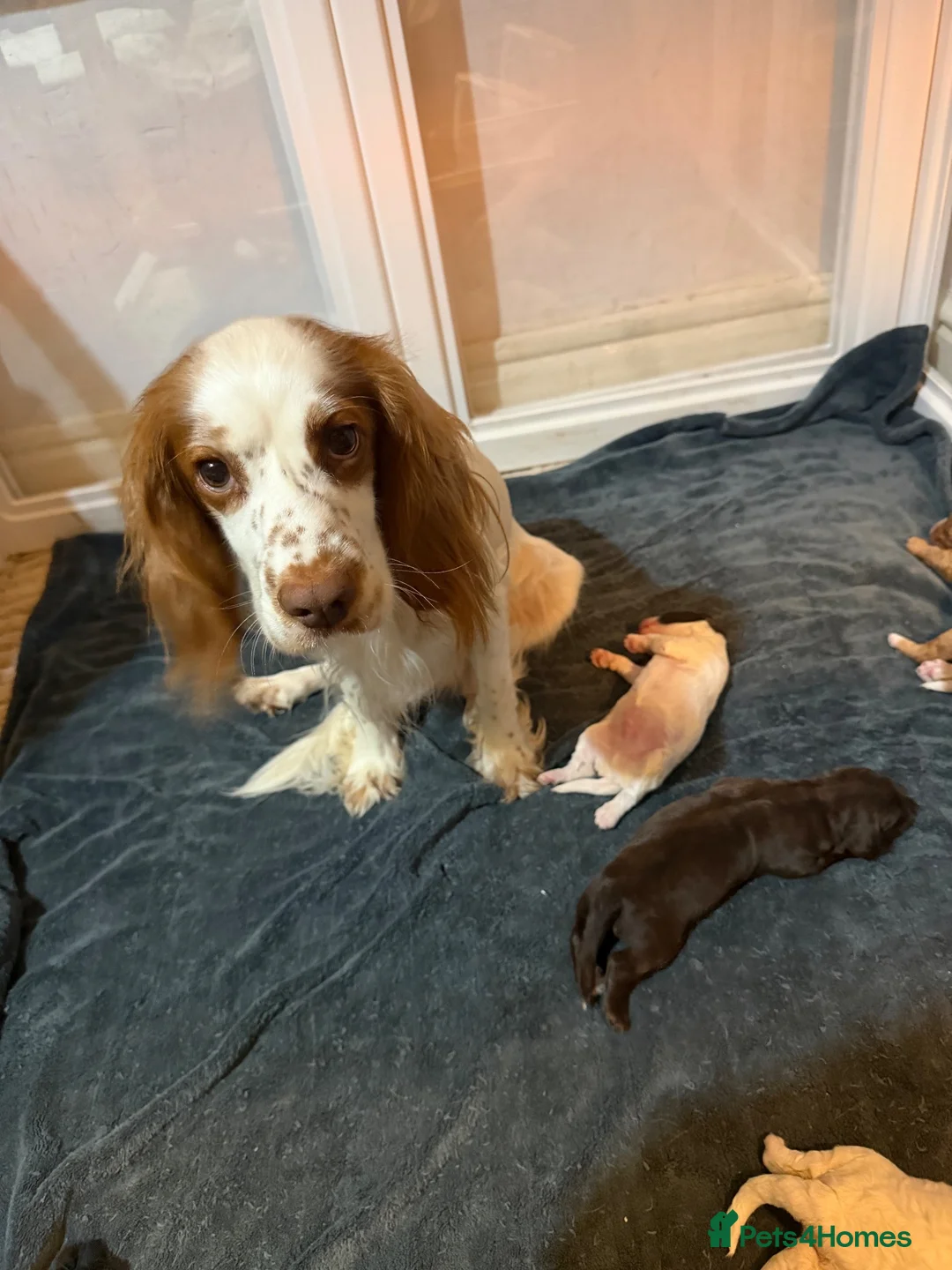 Mixed Breed dogs for sale: Sproodle puppies  - Advert 9