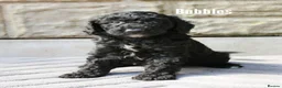 Goldendoodle dogs for stud: Exceptional Rare Colour GoldenDoodle Stud - Advert 7