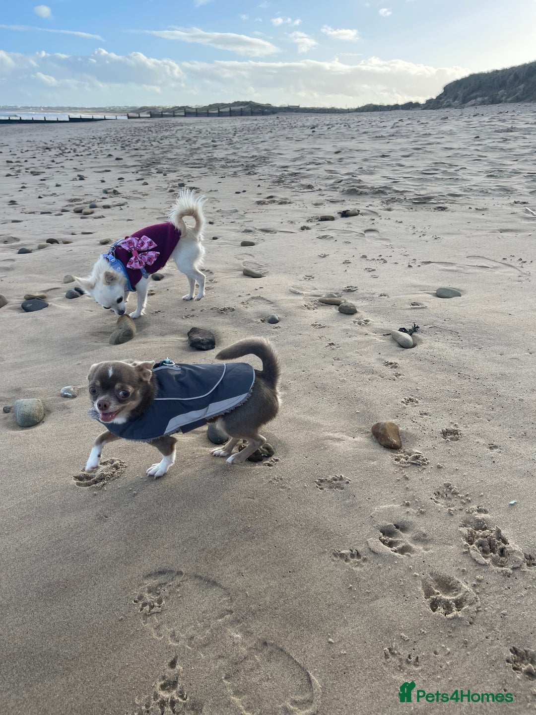 Chihuahua dogs for stud: Chihuahua stud in North Shields - Advert 8