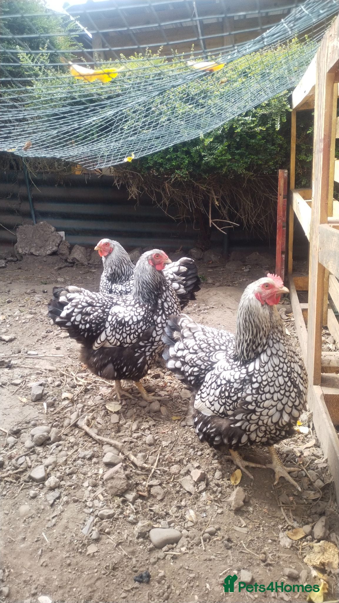 Hens poultry 3 hens  - Advert 7