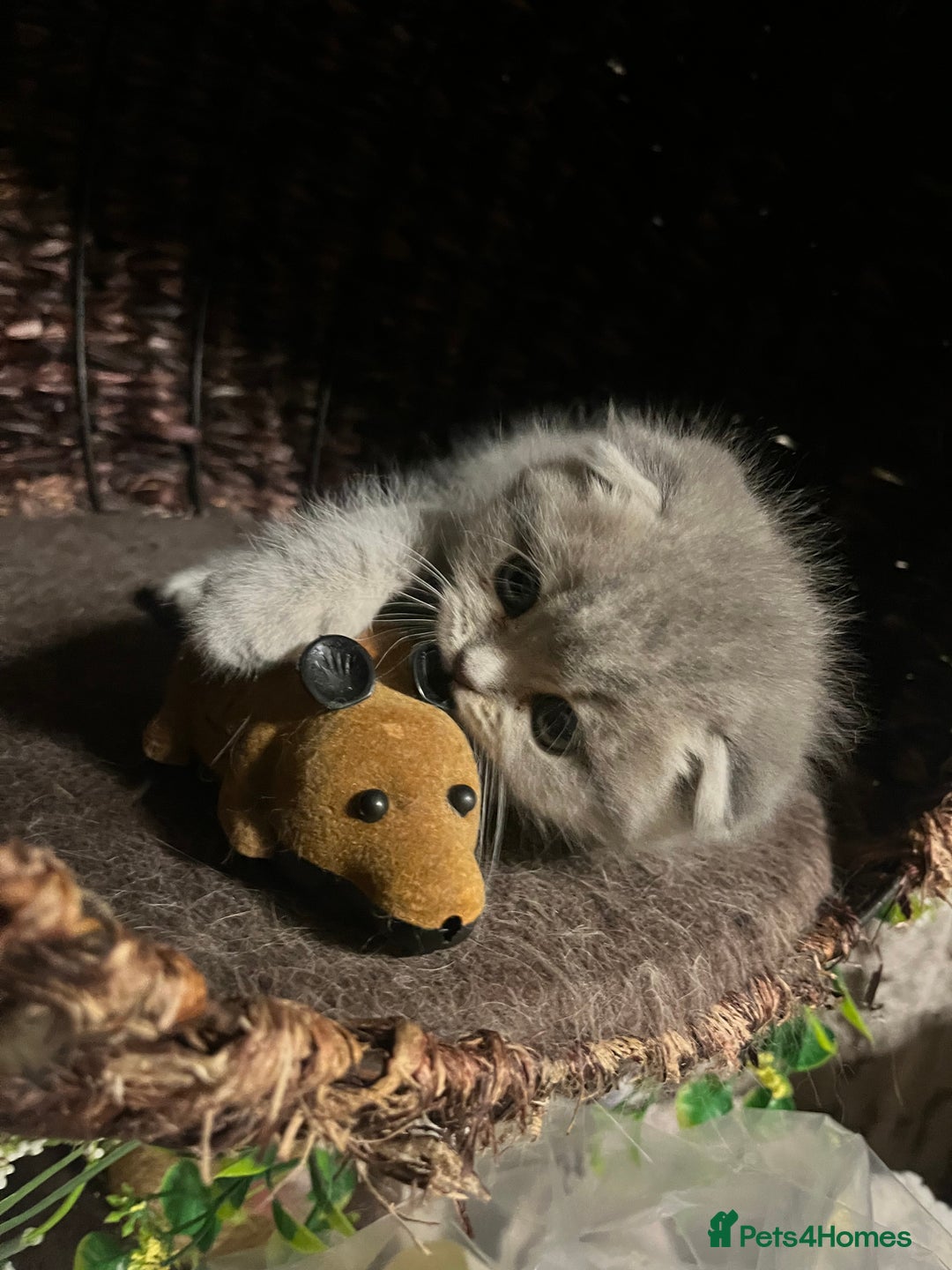 Scottish Fold cats for sale: Scottish Fold male kitten  - Advert 8