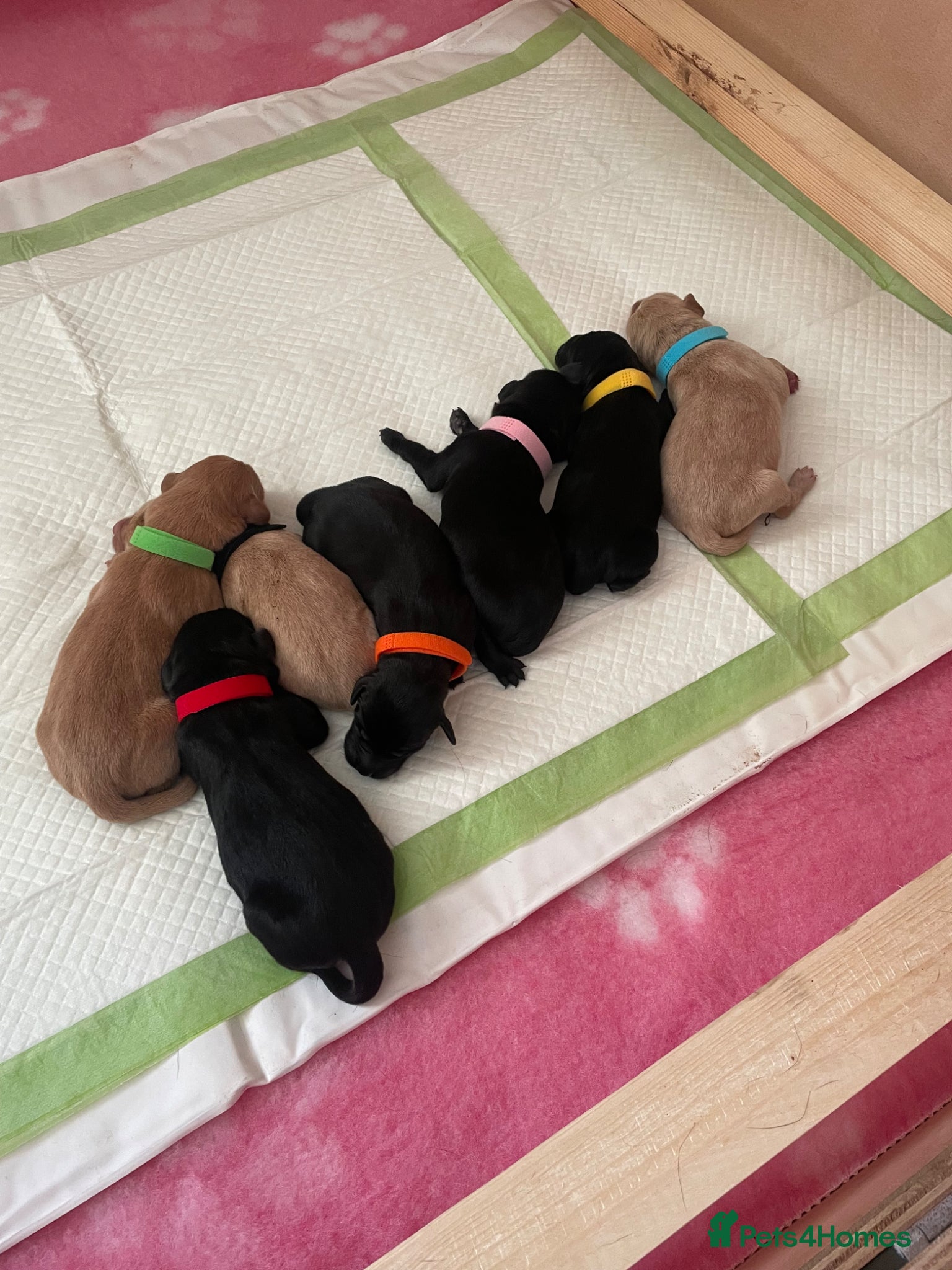 Labrador Retriever dogs for sale: KC Registered Health Tested Labrador Puppies - Advert 1