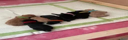 Labrador Retriever dogs for sale: KC Registered Labrador Puppies - Advert 3