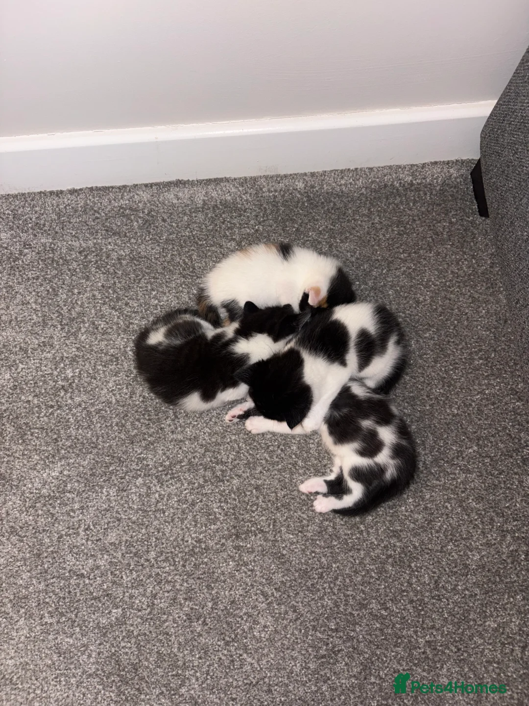 Mixed Breed cats for sale: Gorgeous female black and white kitten for sale  - Advert 2
