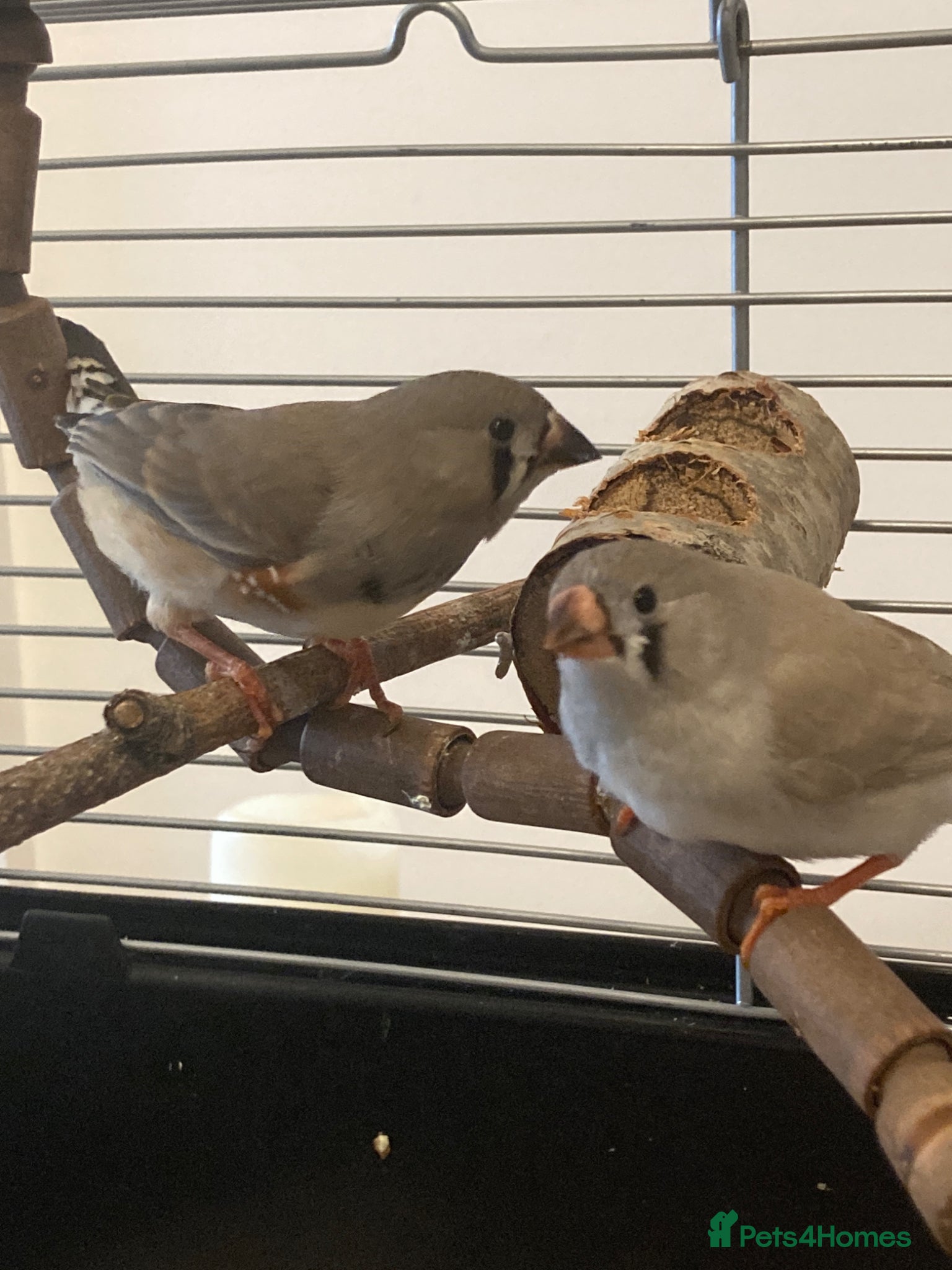 Finches birds Beakman and Griblett - Zebra Finch juvenile pair - Advert 12
