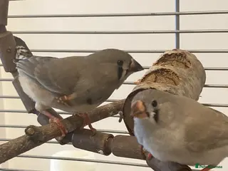 Finches birds Beakman and Griblett - Zebra Finch juvenile pair - Advert 12