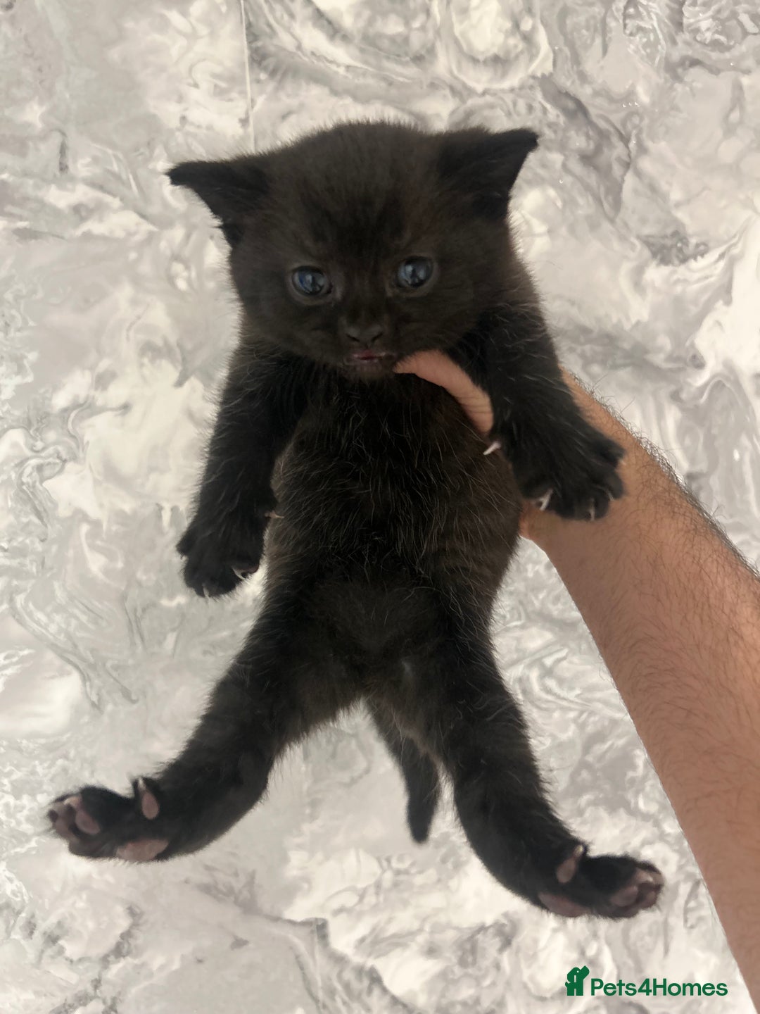 British Shorthair cats for sale: British Short Hair Kittens - Advert 9