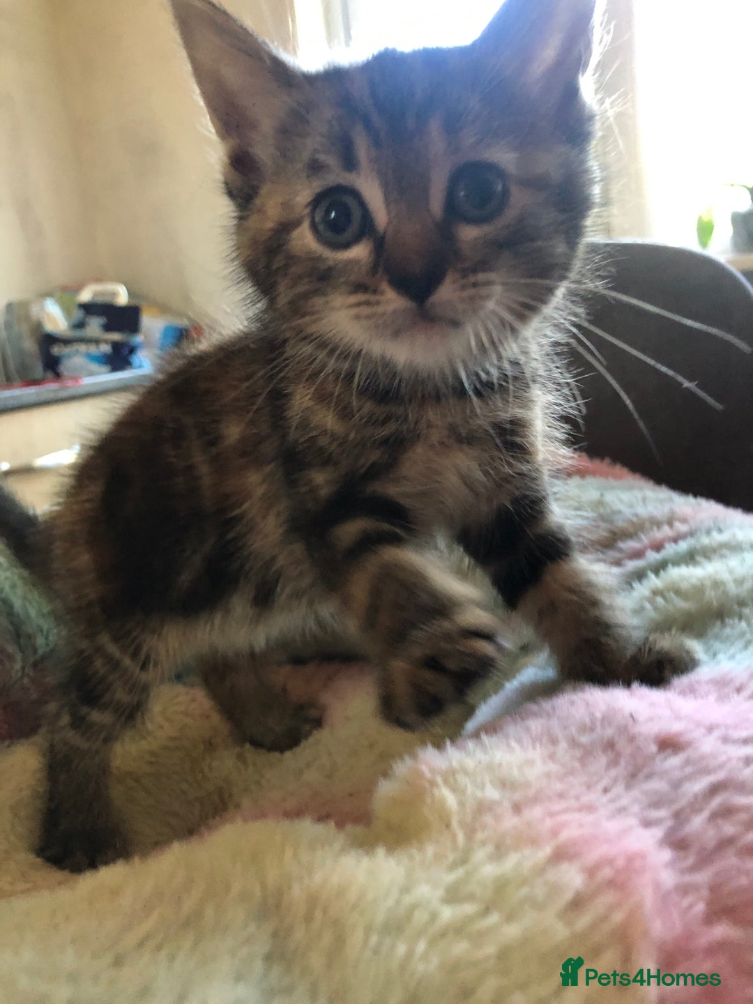 Mixed Breed cats for sale: Tabby boy  - Image 2