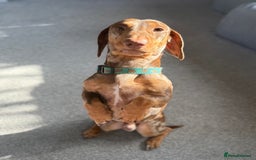 Dachshund dogs for sale: Male dachshund  - Image 4