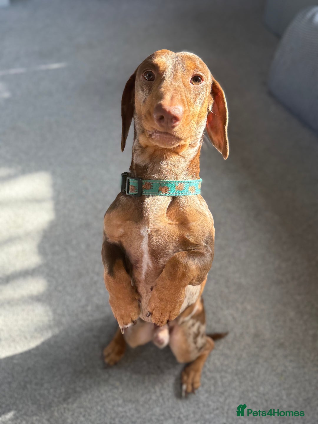 Dachshund dogs for sale: Male dachshund  - Image 4