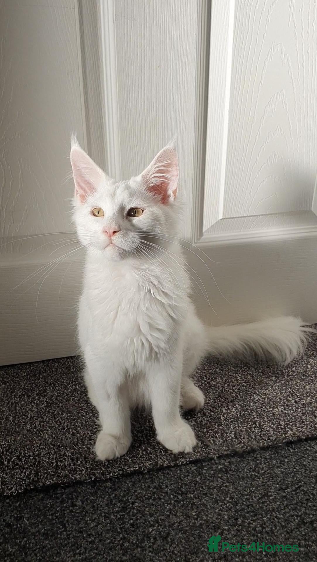 Maine Coon cats Only one white boy left pure maine coon - Advert 2