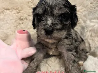 Cavapoo dogs Cavapoo Rare Blue Merle mixed colours available - Advert 8