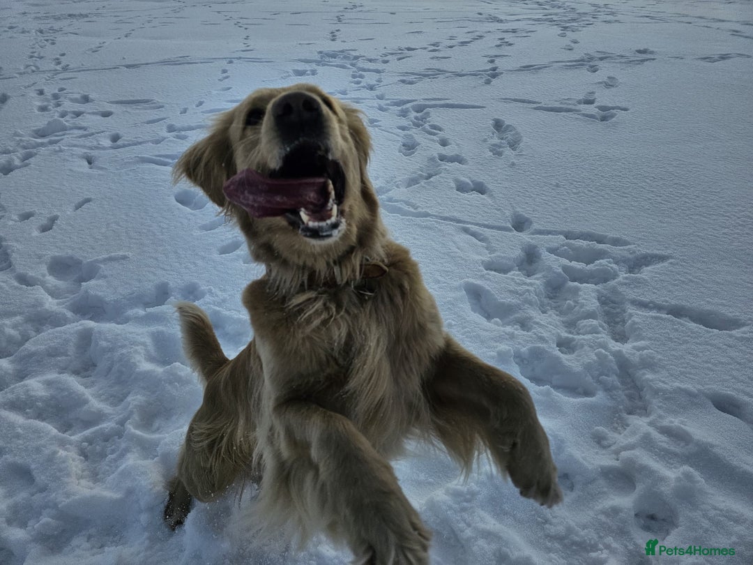 Golden Retriever dogs for sale: Golden Retriever Puppies for Sale - Advert 10