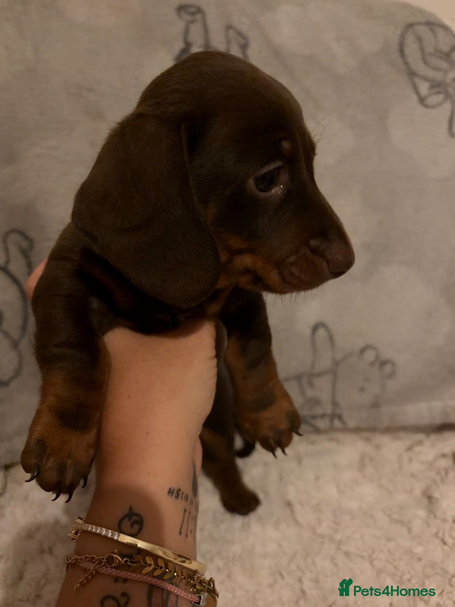 Miniature Dachshund dogs Miniature shorthaired dachshund male - Advert 3