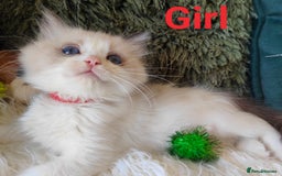 Ragdoll cats for sale: GCCF REGISTERED EUROPEAN LINE RAGDOLL KITTENS  - Image 13