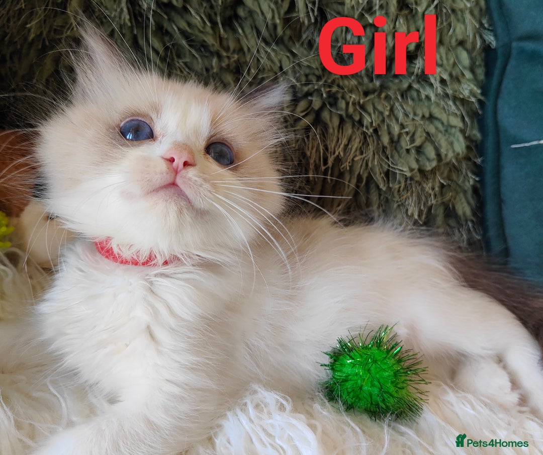 Ragdoll cats for sale: GCCF REGISTERED EUROPEAN LINE RAGDOLL KITTENS  - Image 13