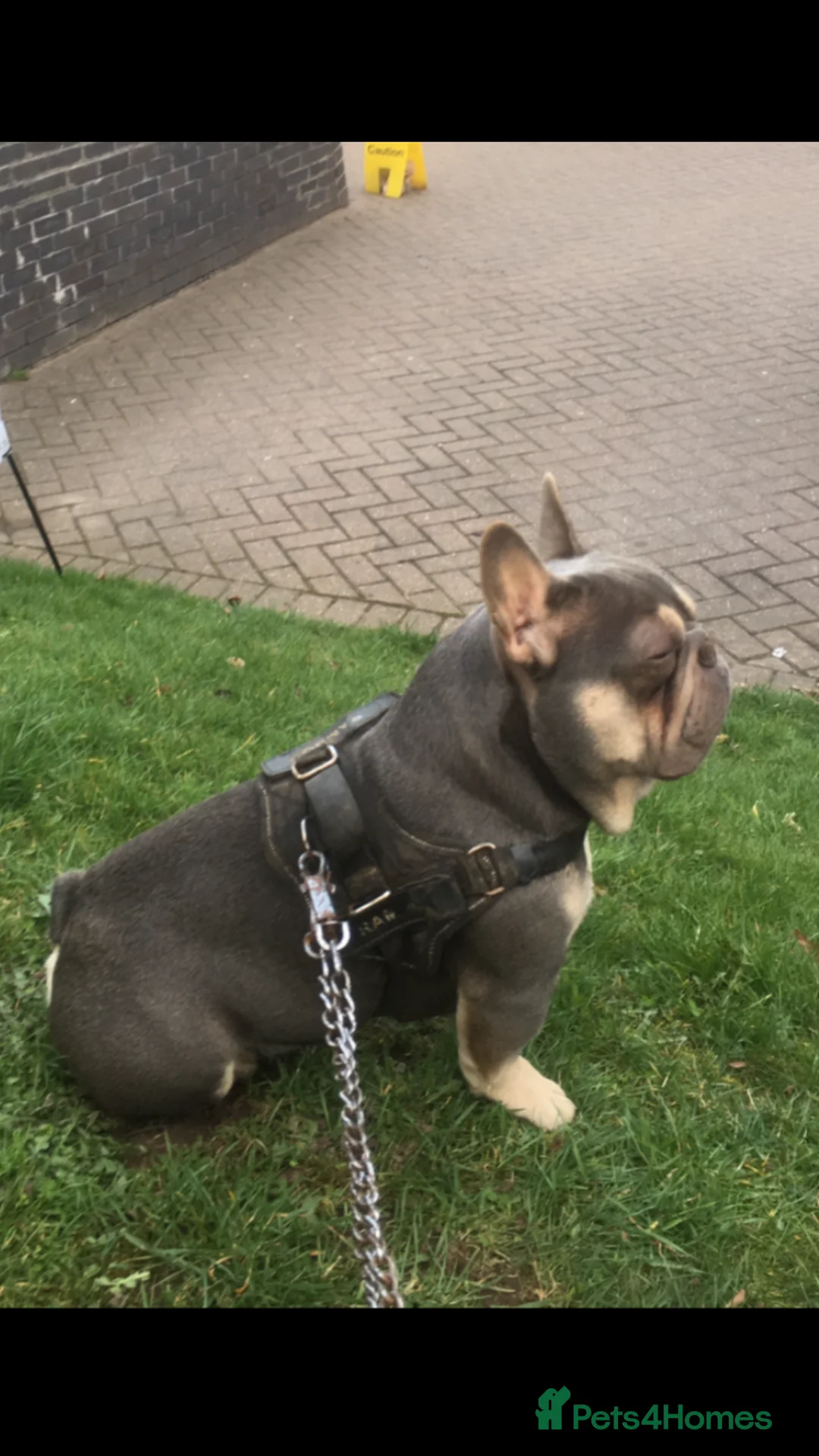 French Bulldog dogs for stud: RFG-FBCE-BVA LILAC & TAN KC French Bulldog studs  in Darlington - Advert 10