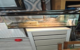 Turtle reptiles for sale: 2 musk turtle setup  - Image 5