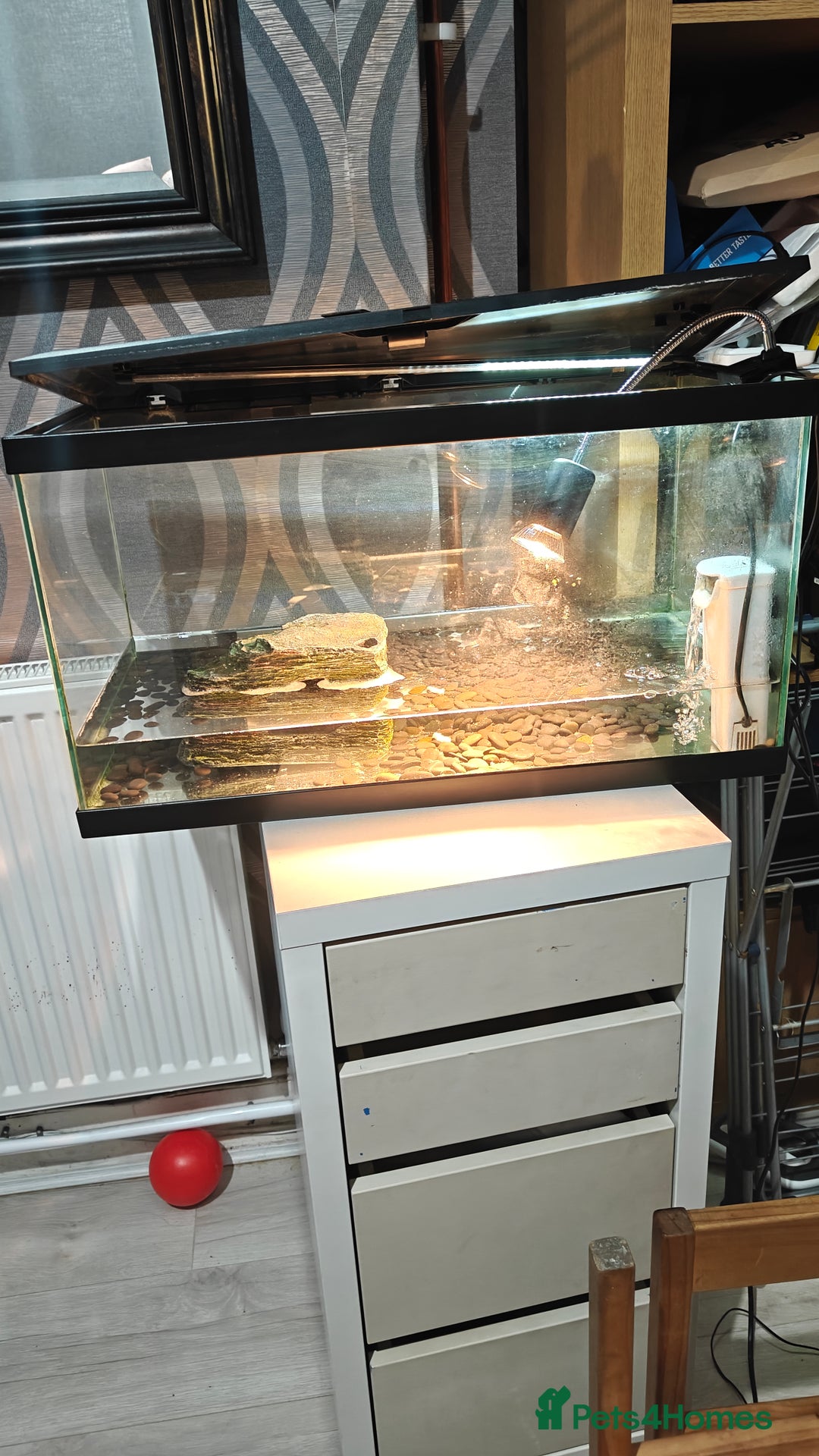 Turtle reptiles for sale: 2 musk turtle setup  - Image 5