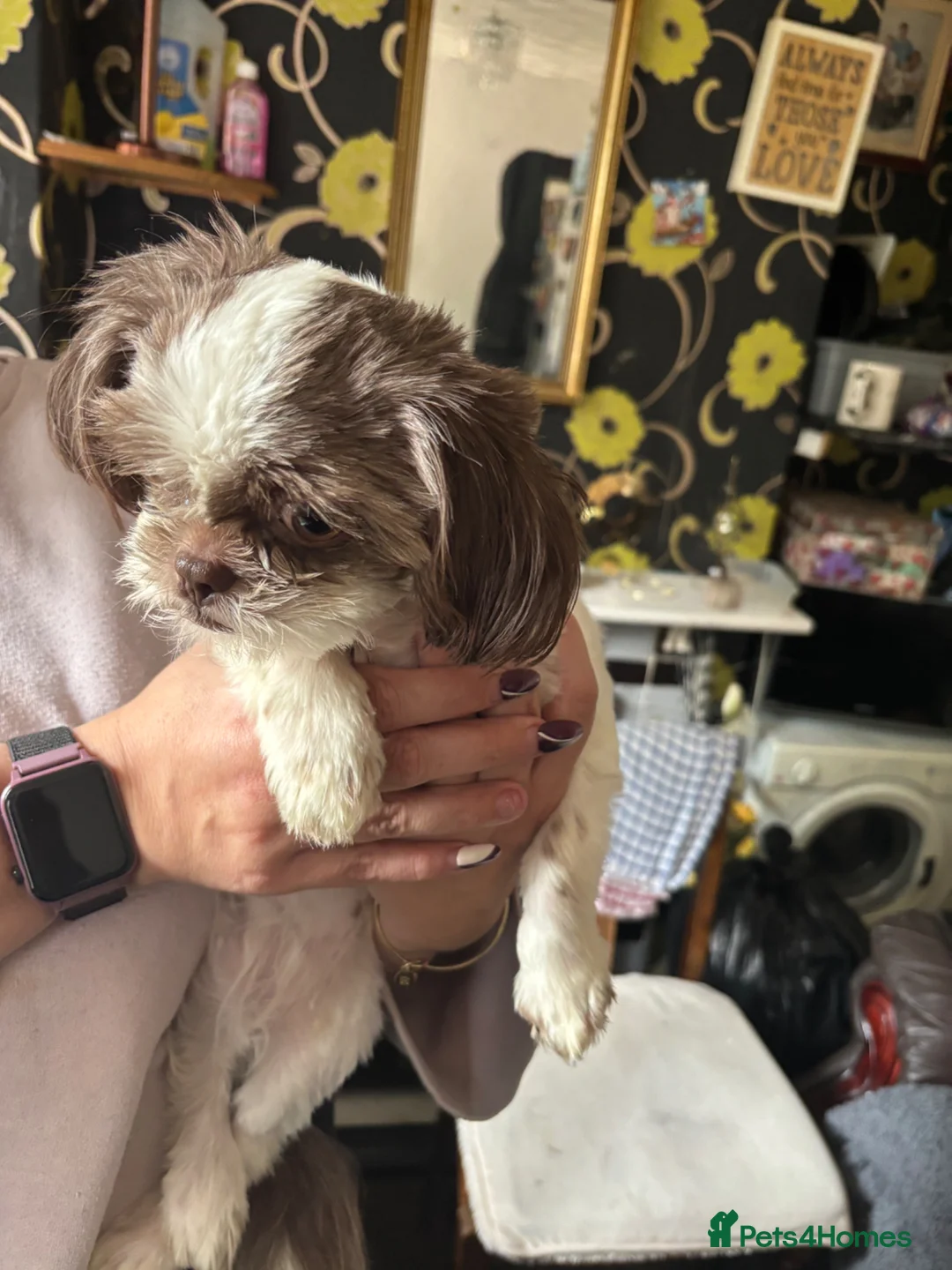 Shih Tzu dogs for sale: Pure Shih Tzu Girl  - Advert 13