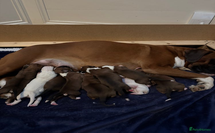 Boxer dogs - Advert 1