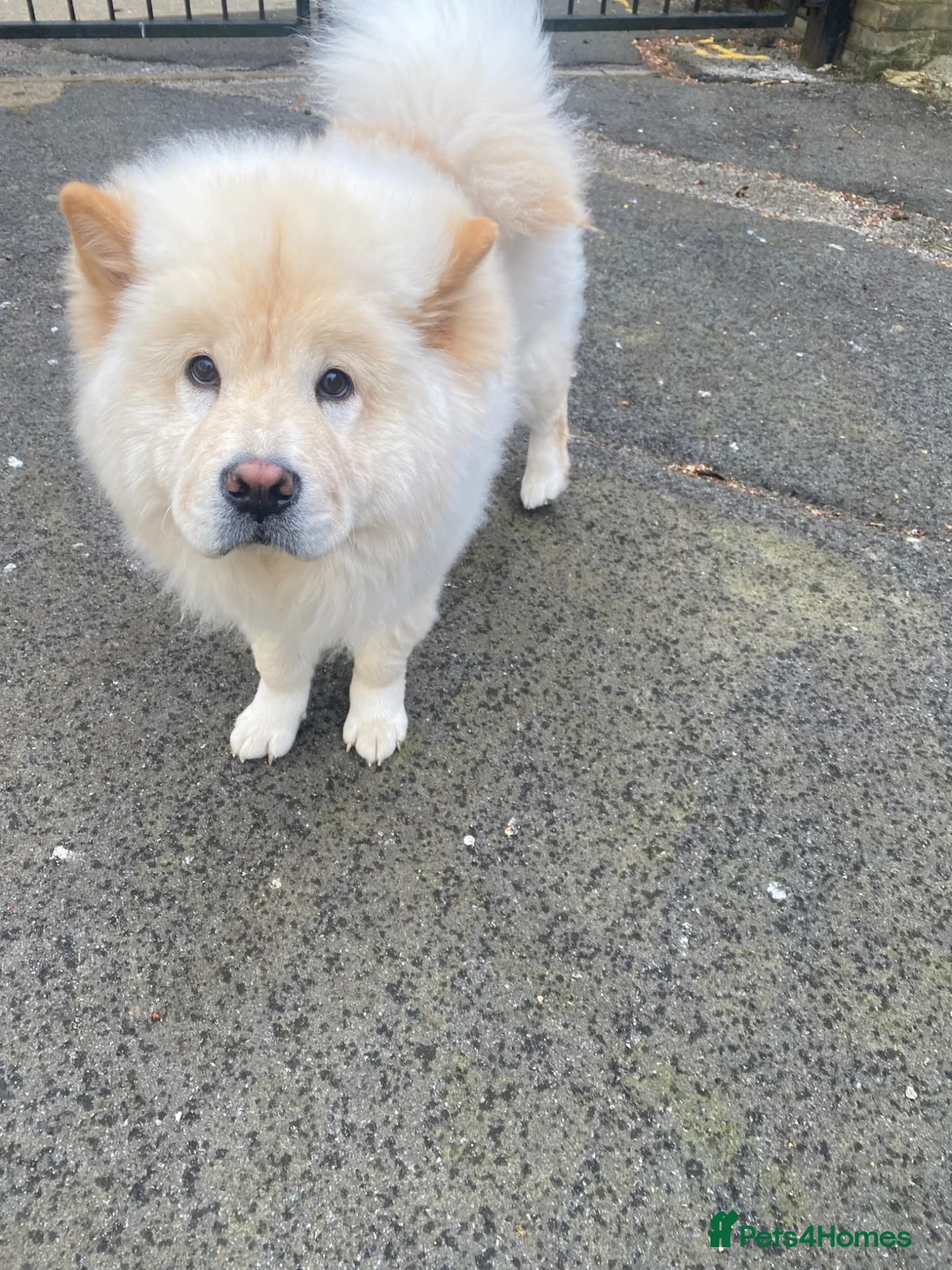 Chow Chow dogs for sale: Chow chow girl in London - Advert 2