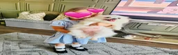 Pomeranian dogs for sale: Pomeranian Girl - Advert 3