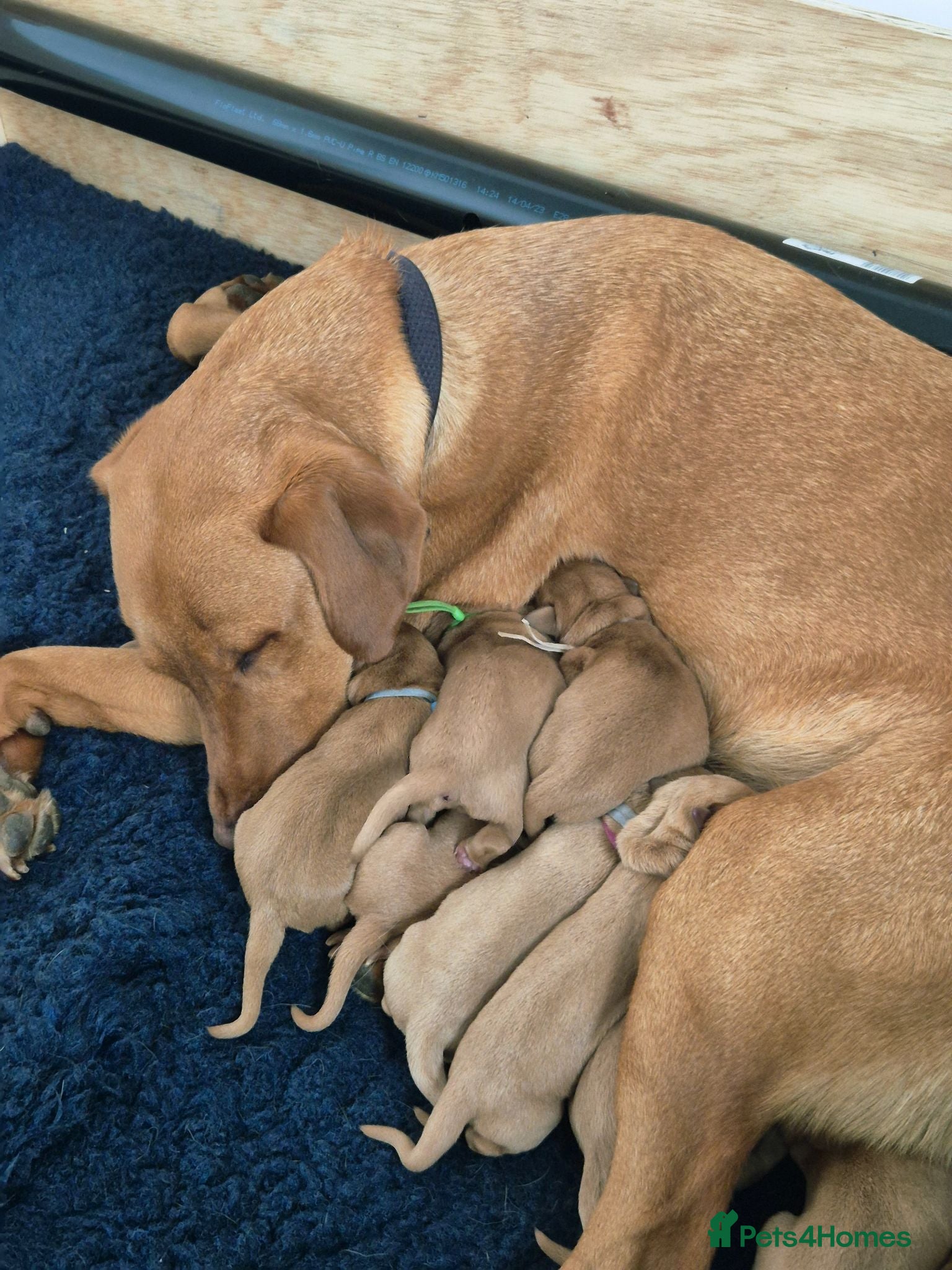 Labrador Retriever dogs **2 MALES LEFT** Fox red Labrador retrievers - Advert 2