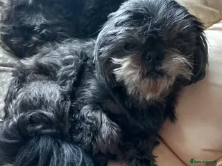 Shih Tzu dogs Male Shih Tzu for sale - Advert 2