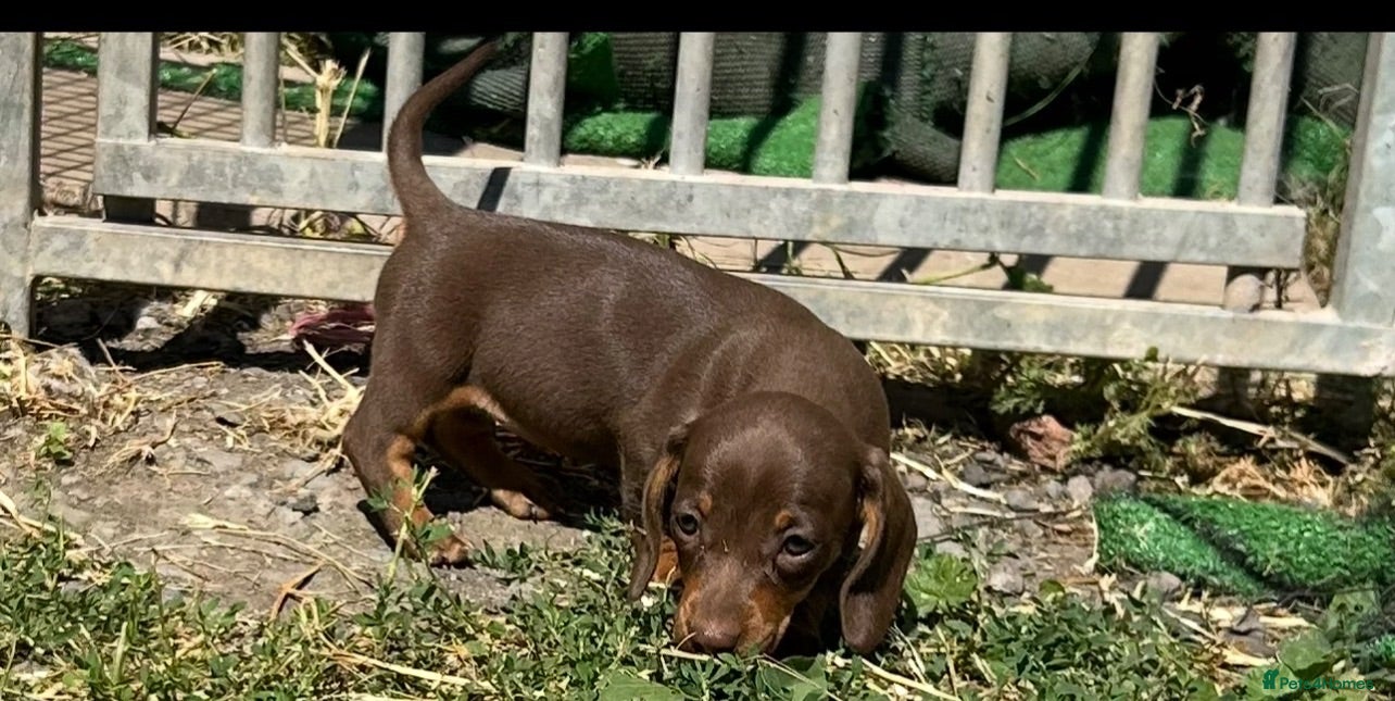 Miniature Dachshund dogs Mini dachshund puppies PR clear  - Advert 2