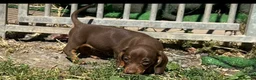 Miniature Dachshund dogs for sale: Mini dachshund puppies PR clear  - Advert 4