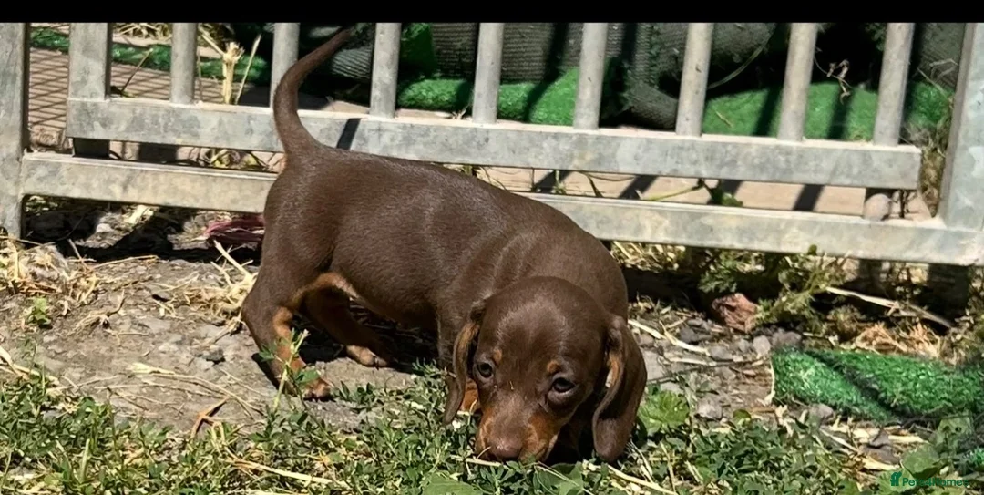Miniature Dachshund dogs for sale: Mini dachshund puppies PR clear  - Advert 2