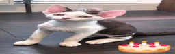 Devon Rex cats for sale: Darling Devons  - Advert 7