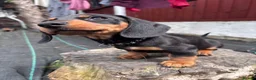 Miniature Dachshund dogs for sale: 3 gorgeous miniature Dachshunds. 🐶 READY TO GO!  - Advert 3