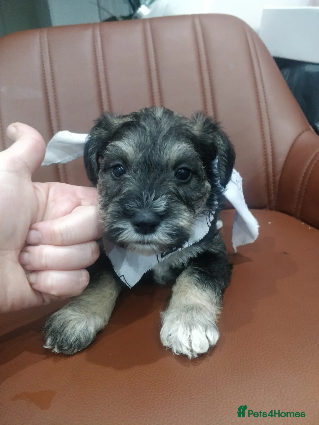 Miniature Schnauzer dogs for sale: Miniature Schnauzer puppy  - Advert 10